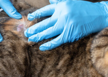 kedilerde mantar hastalığı tedavisi