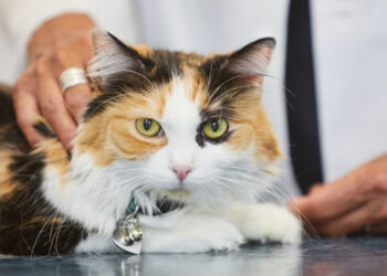 Kedilerde Görülen Saçkıran Rahatsızlığı Nasıl Tedavi Edilir?