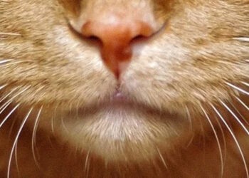 Kedimin Bıyıkları Nasıl Zarar Görür?