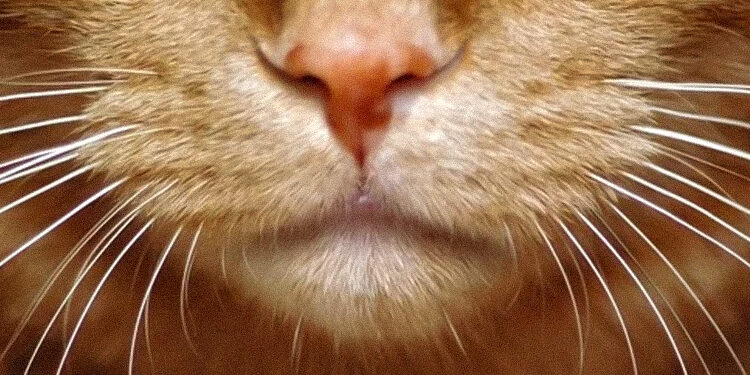 Kedimin Bıyıkları Nasıl Zarar Görür?